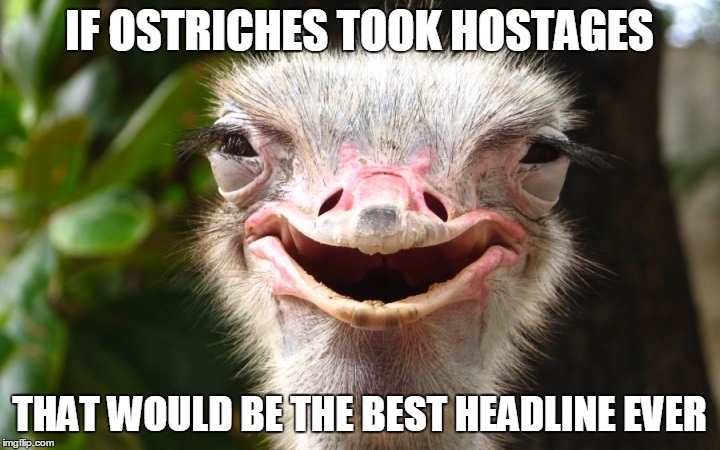 If Ostriches Took Hostages | IF OSTRICHES TOOK HOSTAGES; THAT WOULD BE THE BEST HEADLINE EVER | image tagged in ostrich,hostage,funny animals,birds,laughing bird | made w/ Imgflip meme maker