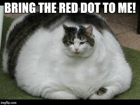Jabba the cat | BRING THE RED DOT TO ME! | image tagged in fat cat | made w/ Imgflip meme maker