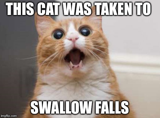 Ermergerd cat | THIS CAT WAS TAKEN TO; SWALLOW FALLS | image tagged in ermergerd cat | made w/ Imgflip meme maker