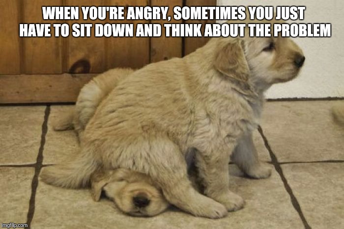 Upvote This If You Love Puppies | WHEN YOU'RE ANGRY, SOMETIMES YOU JUST HAVE TO SIT DOWN AND THINK ABOUT THE PROBLEM | image tagged in memes,funny,animals,funny animals,cute puppies,front page | made w/ Imgflip meme maker