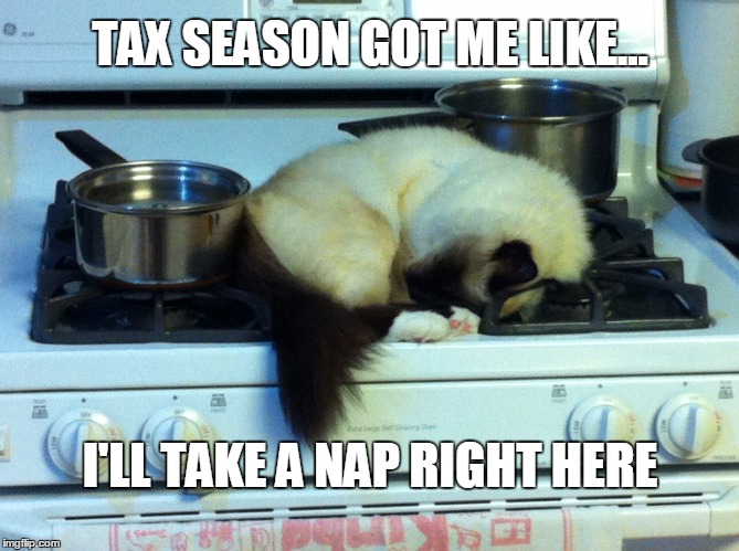 Tax Season Cat | TAX SEASON GOT ME LIKE... I'LL TAKE A NAP RIGHT HERE | image tagged in tax season cat | made w/ Imgflip meme maker