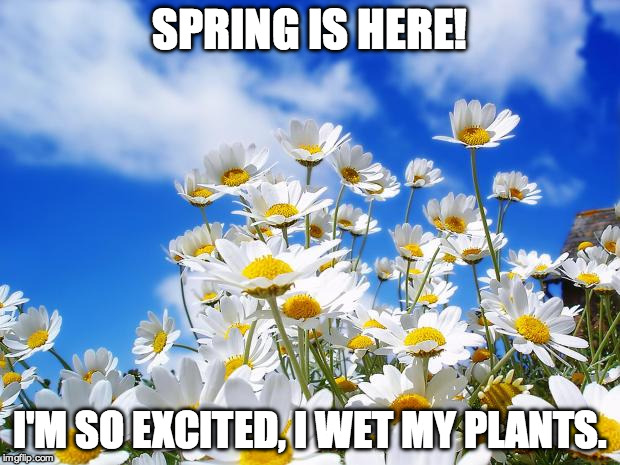 Spring is here! | SPRING IS HERE! I'M SO EXCITED, I WET MY PLANTS. | image tagged in spring daisy flowers,spring,plants,comedy,funny | made w/ Imgflip meme maker