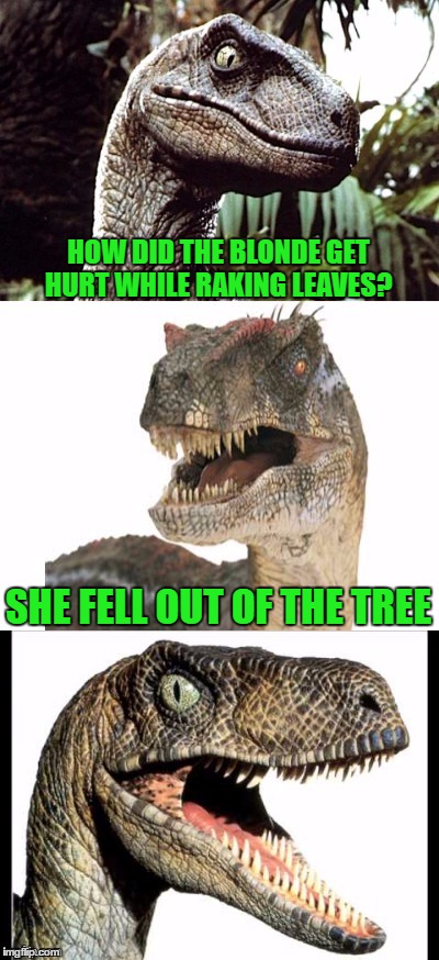 Bad Pun Velociraptor | HOW DID THE BLONDE GET HURT WHILE RAKING LEAVES? SHE FELL OUT OF THE TREE | image tagged in bad pun velociraptor | made w/ Imgflip meme maker