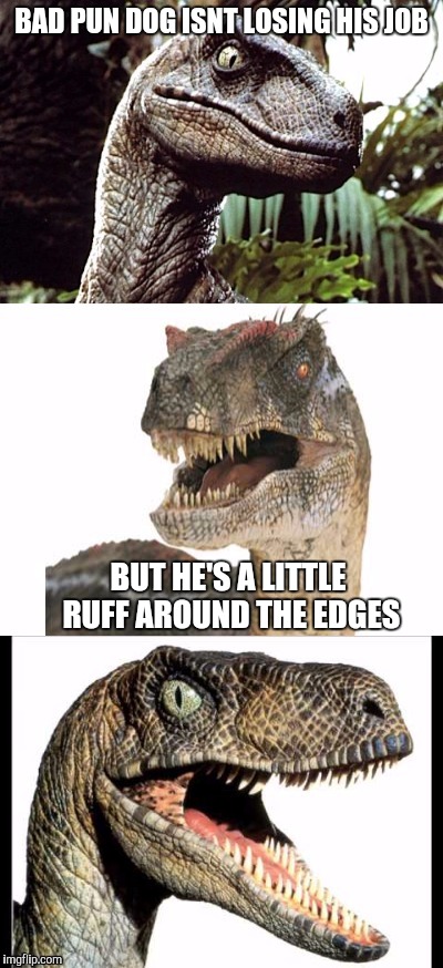 Bad Pun Velociraptor | BAD PUN DOG ISNT LOSING HIS JOB BUT HE'S A LITTLE RUFF AROUND THE EDGES | image tagged in bad pun velociraptor | made w/ Imgflip meme maker