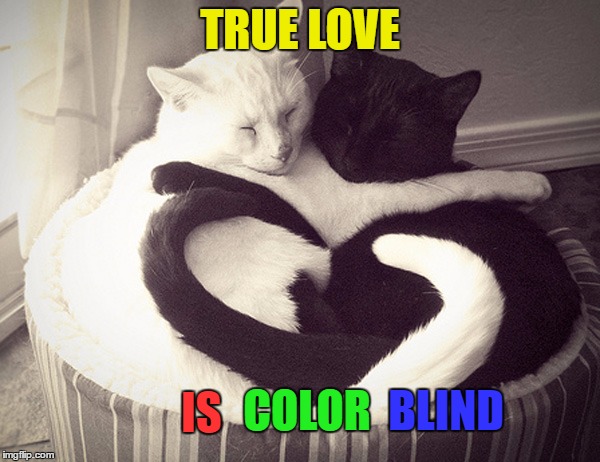 Racism Stinks | TRUE LOVE; IS; BLIND; COLOR | image tagged in love,cats,memes,beautiful | made w/ Imgflip meme maker