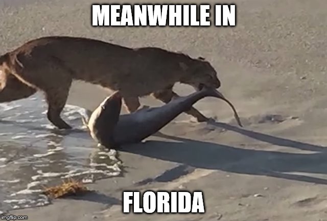 Meanwhile in Florida | MEANWHILE IN; FLORIDA | image tagged in meanwhile,in,florida,bobcat,catches,shark | made w/ Imgflip meme maker