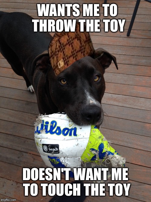 scumbag dog | WANTS ME TO THROW THE TOY; DOESN'T WANT ME TO TOUCH THE TOY | image tagged in scumbag dog,scumbag,AdviceAnimals | made w/ Imgflip meme maker