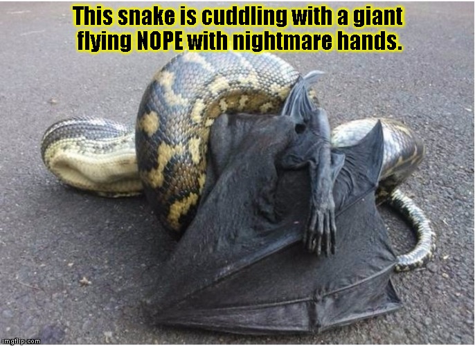 WTF,Snake! | This snake is cuddling with a giant flying NOPE with nightmare hands. | image tagged in funny,nope,memes,nightmare fuel,wtf snake! | made w/ Imgflip meme maker