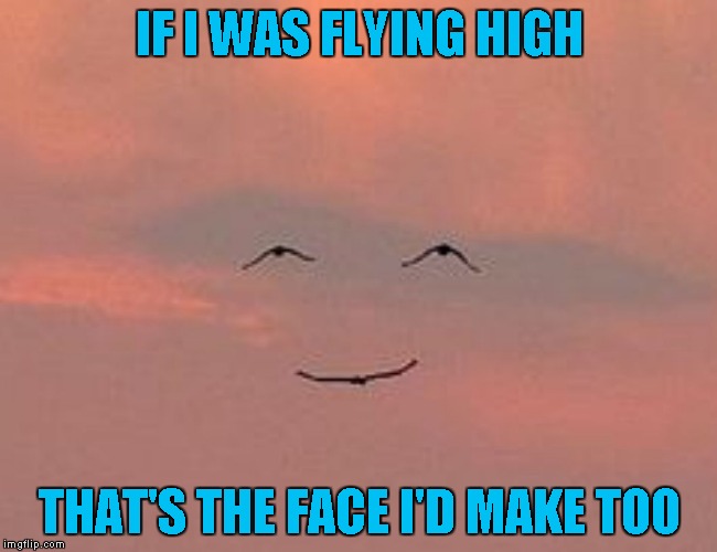 I don't know about the rest of you, but I would love to be able to fly! | IF I WAS FLYING HIGH; THAT'S THE FACE I'D MAKE TOO | image tagged in high fly smile,funny animals,memes,birds,funny,bird face | made w/ Imgflip meme maker