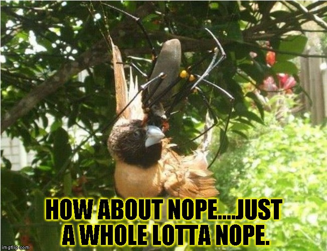 Cuz this exists  | HOW ABOUT NOPE....JUST A WHOLE LOTTA NOPE. | image tagged in funny,spiders,memes,giants,nope | made w/ Imgflip meme maker