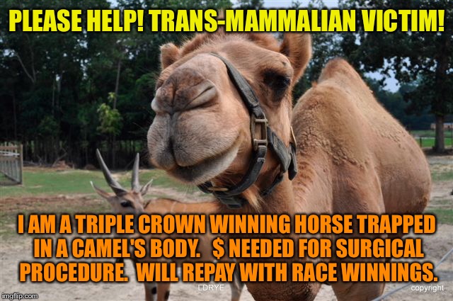 Save the unidentified horses of the world! | PLEASE HELP! TRANS-MAMMALIAN VICTIM! I AM A TRIPLE CROWN WINNING HORSE TRAPPED IN A CAMEL'S BODY.   $ NEEDED FOR SURGICAL PROCEDURE.  WILL REPAY WITH RACE WINNINGS. | image tagged in memes,trans-mammalian,camel,horse,triple crown | made w/ Imgflip meme maker