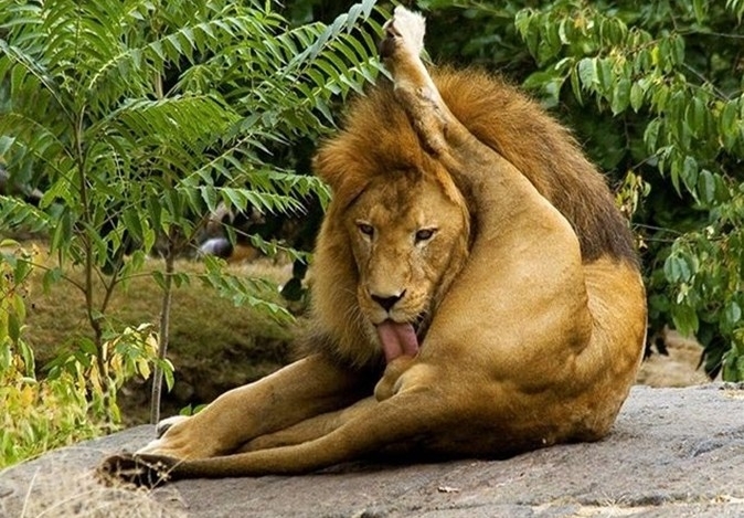 Lion licks womens pussy