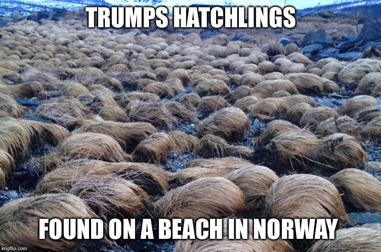 Trump army | TRUMPS HATCHLINGS; FOUND ON A BEACH IN NORWAY | image tagged in memes,donald trump,wig | made w/ Imgflip meme maker