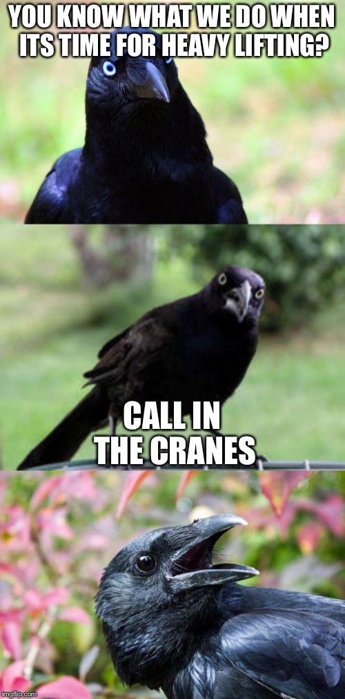 bad pun crow | YOU KNOW WHAT WE DO WHEN ITS TIME FOR HEAVY LIFTING? CALL IN THE CRANES | image tagged in bad pun crow | made w/ Imgflip meme maker