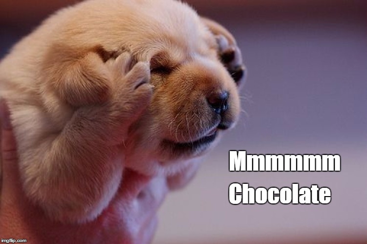 Puppy Loves Chocolate | Mmmmmm; Chocolate | image tagged in memes,funny,puppy,chocolate,sweet,cute | made w/ Imgflip meme maker