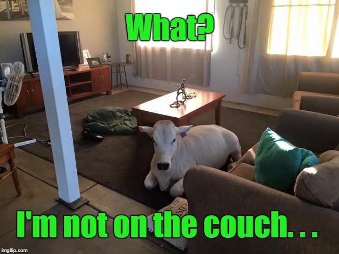 ...because everyone should have a house-trained cow | What? I'm not on the couch. . . | image tagged in house cow,memes,funny,cow,farm,pets | made w/ Imgflip meme maker