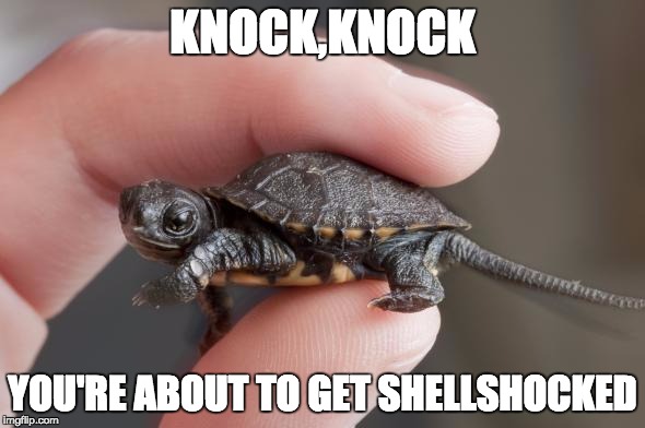 KNOCK,KNOCK; YOU'RE ABOUT TO GET SHELLSHOCKED | image tagged in ninja turtle,memes | made w/ Imgflip meme maker