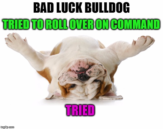 Bad Luck Bulldog.  Short and wide with a low center of gravity | BAD LUCK BULLDOG; TRIED TO ROLL OVER ON COMMAND; TRIED | image tagged in memes,funny,bulldog,dog,tricks,pets | made w/ Imgflip meme maker