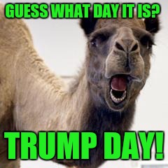 Camel | GUESS WHAT DAY IT IS? TRUMP DAY! | image tagged in camel | made w/ Imgflip meme maker