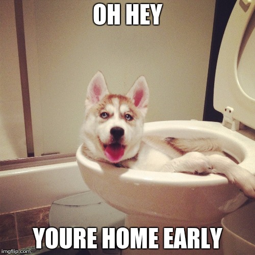 dog in toilet | OH HEY; YOURE HOME EARLY | image tagged in memes,dogs,funny,toilet | made w/ Imgflip meme maker