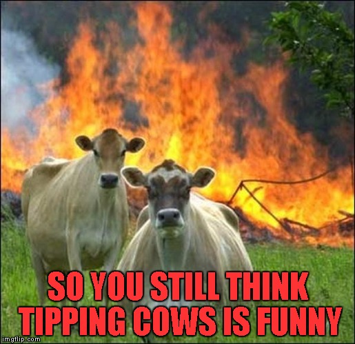 When cows fight back! | SO YOU STILL THINK TIPPING COWS IS FUNNY | image tagged in memes,evil cows,funny animals,funny,disaster cows | made w/ Imgflip meme maker