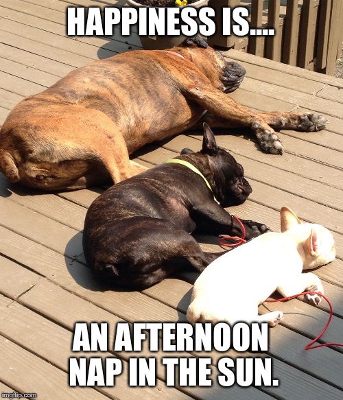 Dog naps | HAPPINESS IS.... AN AFTERNOON NAP IN THE SUN. | image tagged in french bulldog,frenchie,boxer | made w/ Imgflip meme maker