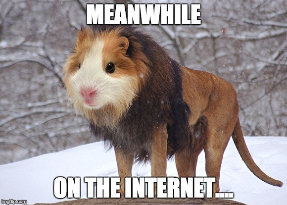 Meanwhile... | MEANWHILE; ON THE INTERNET.... | image tagged in funny,funny memes,funny animals,animals,what the fuck,too funny | made w/ Imgflip meme maker