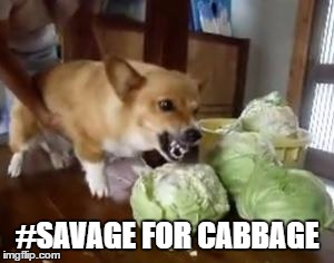 I want cabbage! | #SAVAGE FOR CABBAGE | image tagged in corgi,savage,so much savagery | made w/ Imgflip meme maker