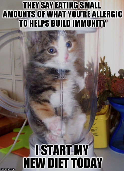 THEY SAY EATING SMALL AMOUNTS OF WHAT YOU'RE ALLERGIC TO HELPS BUILD IMMUNITY; I START MY NEW DIET TODAY | image tagged in blender cat | made w/ Imgflip meme maker