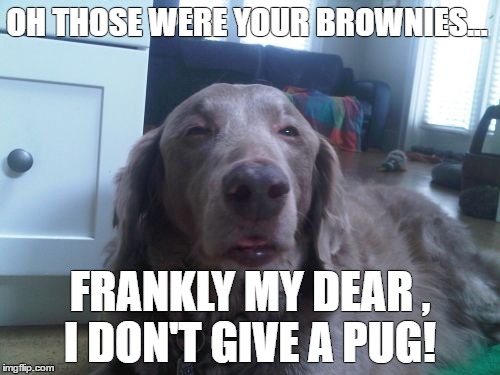 High Dog | OH THOSE WERE YOUR BROWNIES... FRANKLY MY DEAR , I DON'T GIVE A PUG! | image tagged in memes,high dog | made w/ Imgflip meme maker