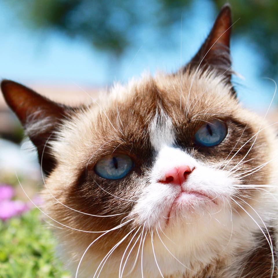 Oh Fuck Grumpy Cat Blank Template Imgflip