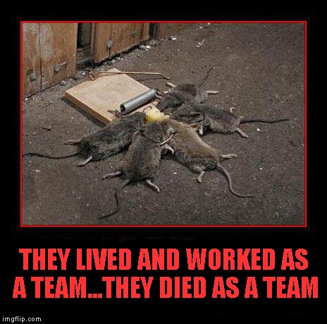 Teamwork...sharing the victories as well as the defeats. | THEY LIVED AND WORKED AS A TEAM...THEY DIED AS A TEAM | image tagged in teamwork,memes,mice,funny,funny animals | made w/ Imgflip meme maker