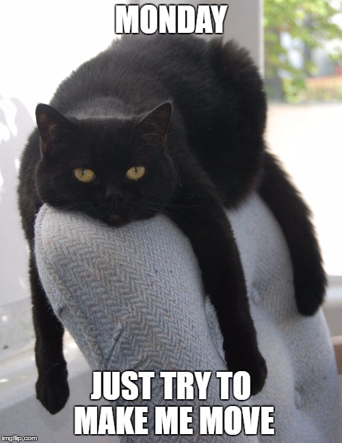 Draped Black Cat | MONDAY; JUST TRY TO MAKE ME MOVE | image tagged in black cat draped on chair,just try to make me move | made w/ Imgflip meme maker
