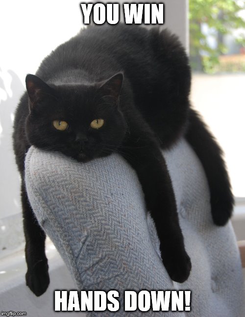 Draped Cat Be Like | YOU WIN; HANDS DOWN! | image tagged in black cat draped on chair,you win hands down,draped cat | made w/ Imgflip meme maker