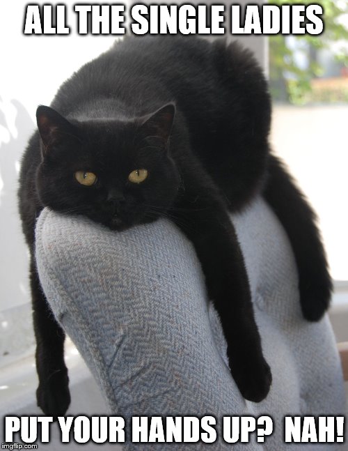 Draped Cat Be Like | ALL THE SINGLE LADIES; PUT YOUR HANDS UP?  NAH! | image tagged in black cat draped on chair,draped cat,all the single ladies put your hands up nah | made w/ Imgflip meme maker