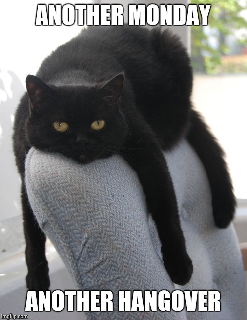 Draped Cat Be Like | ANOTHER MONDAY; ANOTHER HANGOVER | image tagged in black cat draped on chair,draped cat,another monday another hangover | made w/ Imgflip meme maker