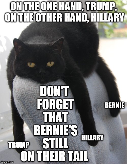 Draped Cat Be Like | ON THE ONE HAND, TRUMP, ON THE OTHER HAND, HILLARY; DON'T FORGET THAT BERNIE'S STILL; BERNIE; HILLARY; TRUMP; ON THEIR TAIL | image tagged in black cat draped on chair,draped cat,on the one hand,trump and hillary,bernie's still on their tail | made w/ Imgflip meme maker