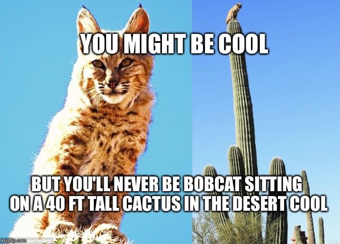 bobcat | YOU MIGHT BE COOL; BUT YOU'LL NEVER BE BOBCAT SITTING ON A 40 FT TALL CACTUS IN THE DESERT COOL | image tagged in bobcat | made w/ Imgflip meme maker