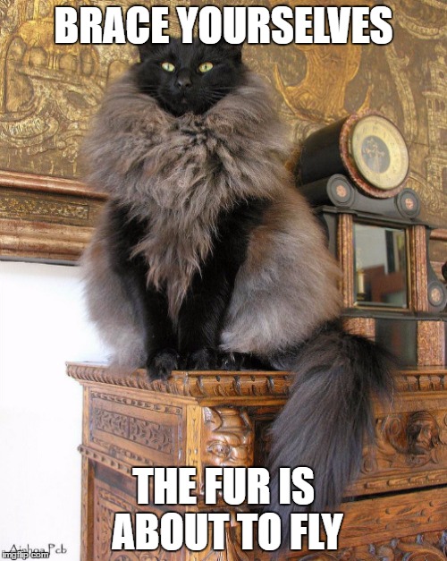 Game of Thrones cat | BRACE YOURSELVES; THE FUR IS ABOUT TO FLY | image tagged in game of thrones,cats,brace yourselves x is coming | made w/ Imgflip meme maker