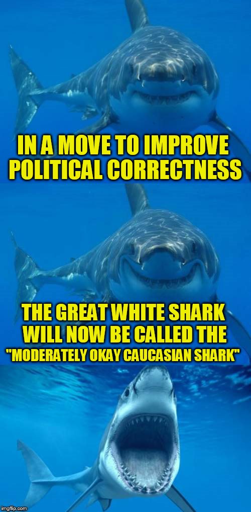 Bad Shark Pun  | IN A MOVE TO IMPROVE POLITICAL CORRECTNESS; THE GREAT WHITE SHARK WILL NOW BE CALLED THE; ''MODERATELY OKAY CAUCASIAN SHARK'' | image tagged in bad shark pun,funny meme,political correctness,joke,sharks,laugh | made w/ Imgflip meme maker