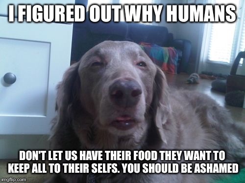 High Dog | I FIGURED OUT WHY HUMANS; DON'T LET US HAVE THEIR FOOD THEY WANT TO KEEP ALL TO THEIR SELFS. YOU SHOULD BE ASHAMED | image tagged in memes,high dog | made w/ Imgflip meme maker