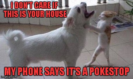 Those Pokemon Go players don't care where they go...One in my town just got hit by a car. Pay attention to reality morons. | I DON'T CARE IF THIS IS YOUR HOUSE; MY PHONE SAYS IT'S A POKESTOP | image tagged in pokemon go,memes,funny,animals,dog vs cat,pokemon | made w/ Imgflip meme maker
