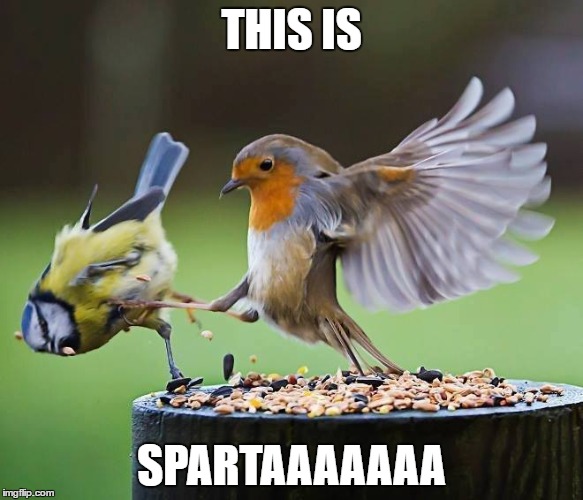 This is Sparta | THIS IS; SPARTAAAAAAA | image tagged in bird,kick,sparta leonidas,this is sparta | made w/ Imgflip meme maker