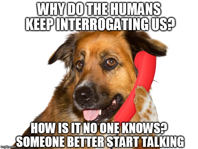WHY DO THE HUMANS KEEP INTERROGATING US? HOW IS IT NO ONE KNOWS? SOMEONE BETTER START TALKING | image tagged in dog on the phone | made w/ Imgflip meme maker