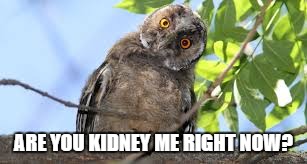 ARE YOU KIDNEY ME RIGHT NOW? | made w/ Imgflip meme maker