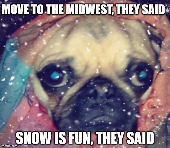 MOVE TO THE MIDWEST, THEY SAID; SNOW IS FUN, THEY SAID | image tagged in winter,pugs,snow,sad,winter is coming,memes | made w/ Imgflip meme maker