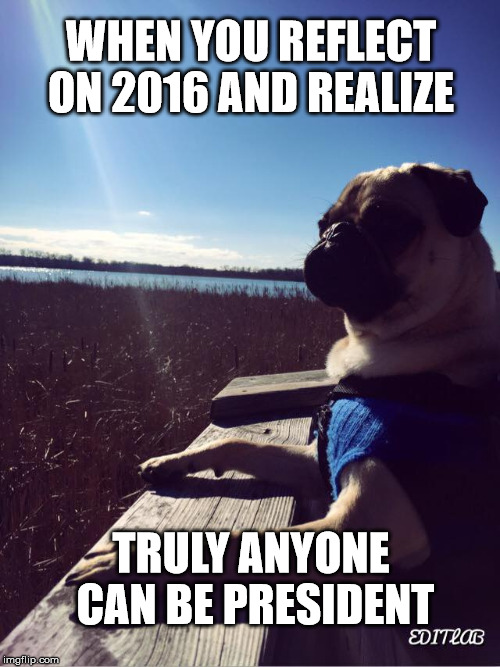 Pug for President | WHEN YOU REFLECT ON 2016 AND REALIZE; TRULY ANYONE CAN BE PRESIDENT | image tagged in pugs,president,election 2016,memes,introspective pug,funny | made w/ Imgflip meme maker