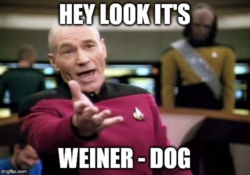 Picard Wtf Meme | HEY LOOK IT'S WEINER - DOG | image tagged in memes,picard wtf | made w/ Imgflip meme maker