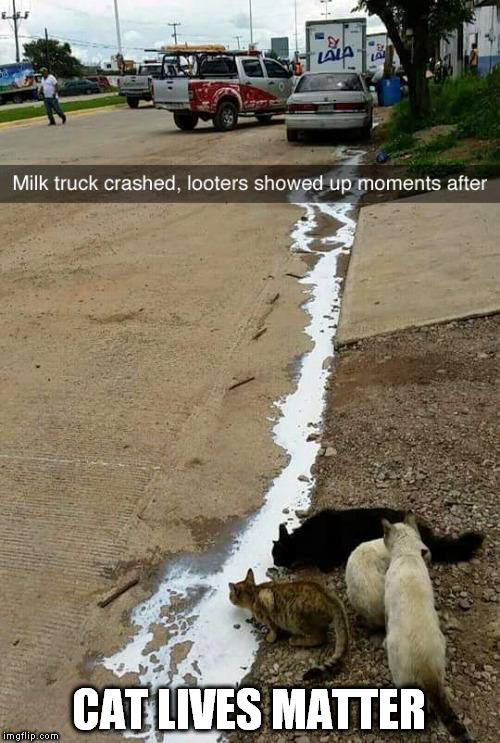 CAT LIVES MATTER | CAT LIVES MATTER | image tagged in black lives matter,cats,milk,looters,looting | made w/ Imgflip meme maker