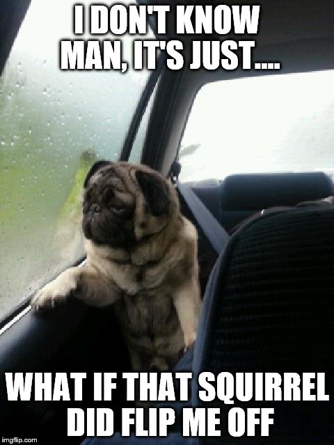 Early morning thought | I DON'T KNOW MAN, IT'S JUST.... WHAT IF THAT SQUIRREL DID FLIP ME OFF | image tagged in introspective pug,memes | made w/ Imgflip meme maker
